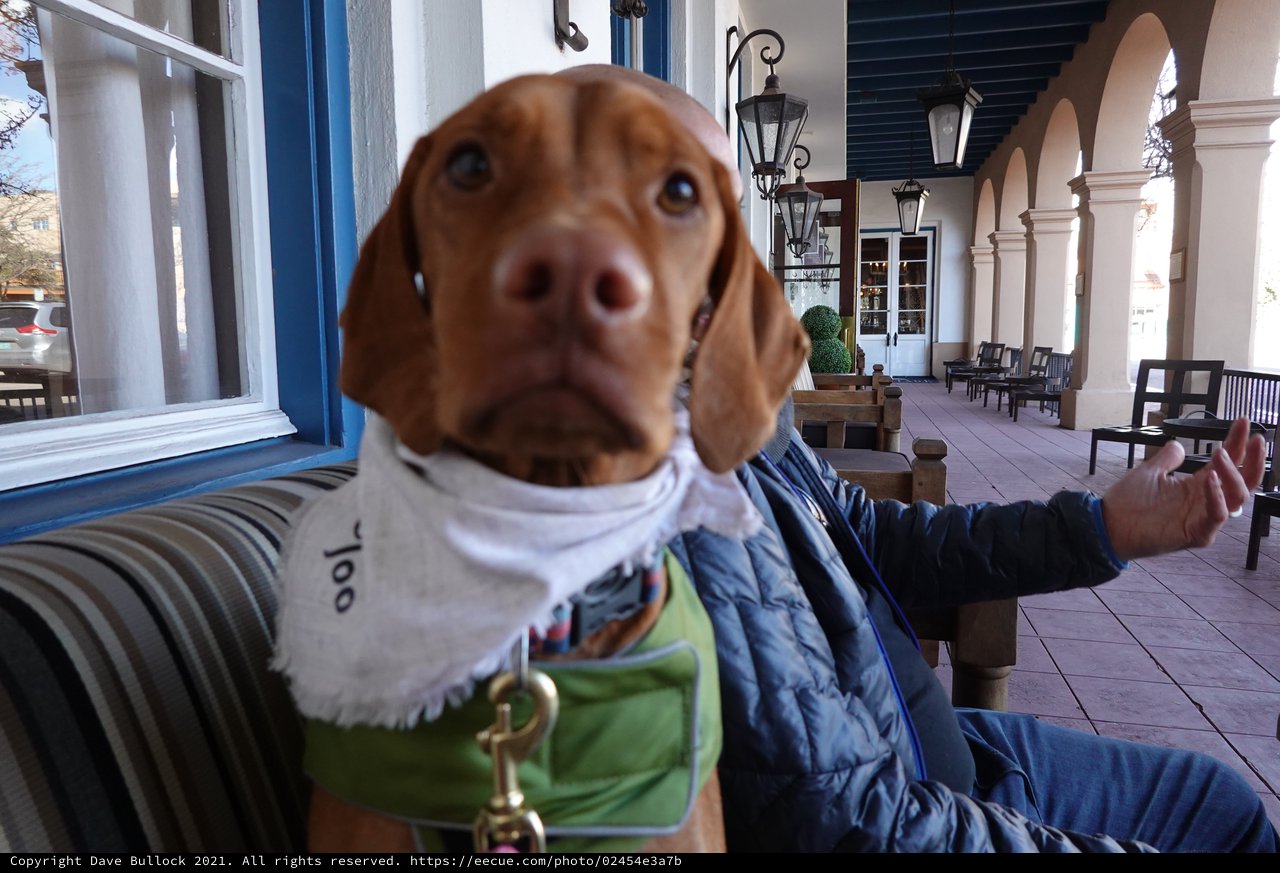 Dachshund in Winter Clothing on Historic Porch