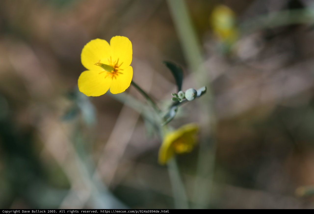 Solitude in a Field of Diversity