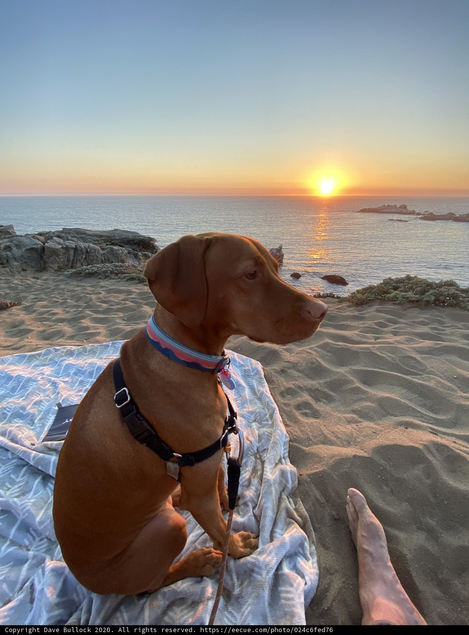 Sunset Beach Companion