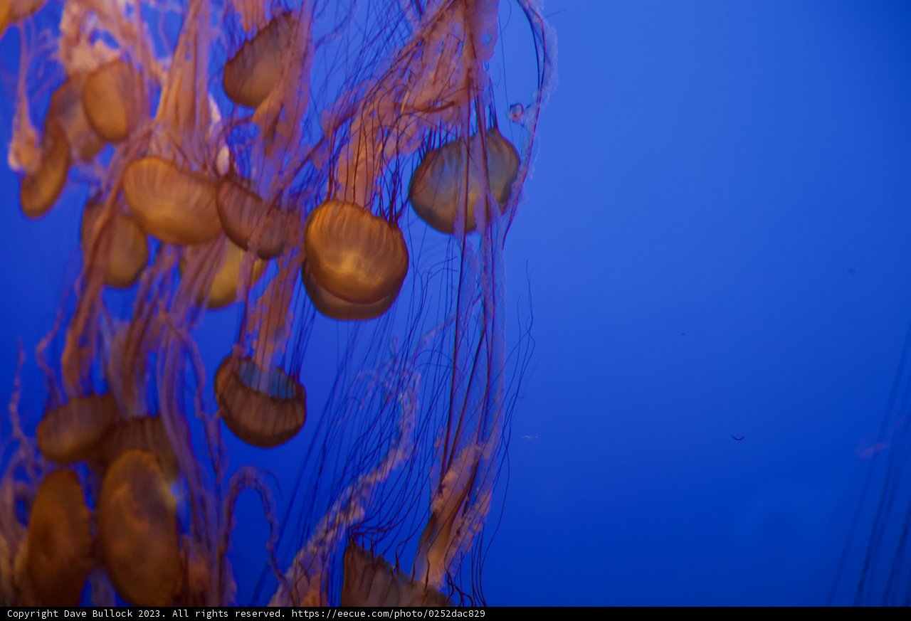 Underwater Ballet- The Dance of the Jellyfish