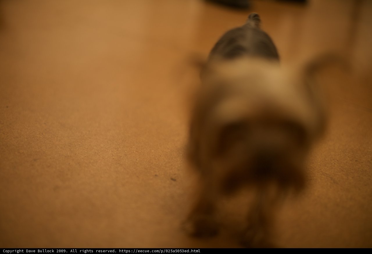 Terrier Pup on Hardwood Floors