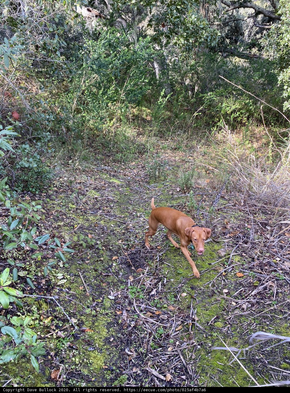 Canine Adventure in the Rainforest
