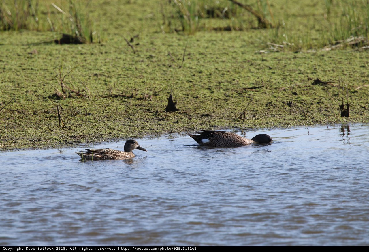 Northern Shoveler Ducks Foraging in Wetland Shallows