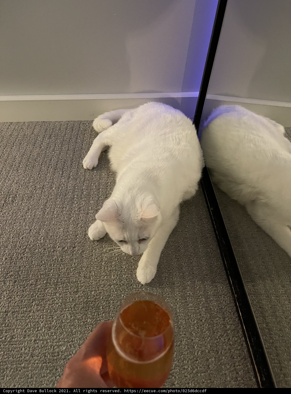 Purrfect Pairing