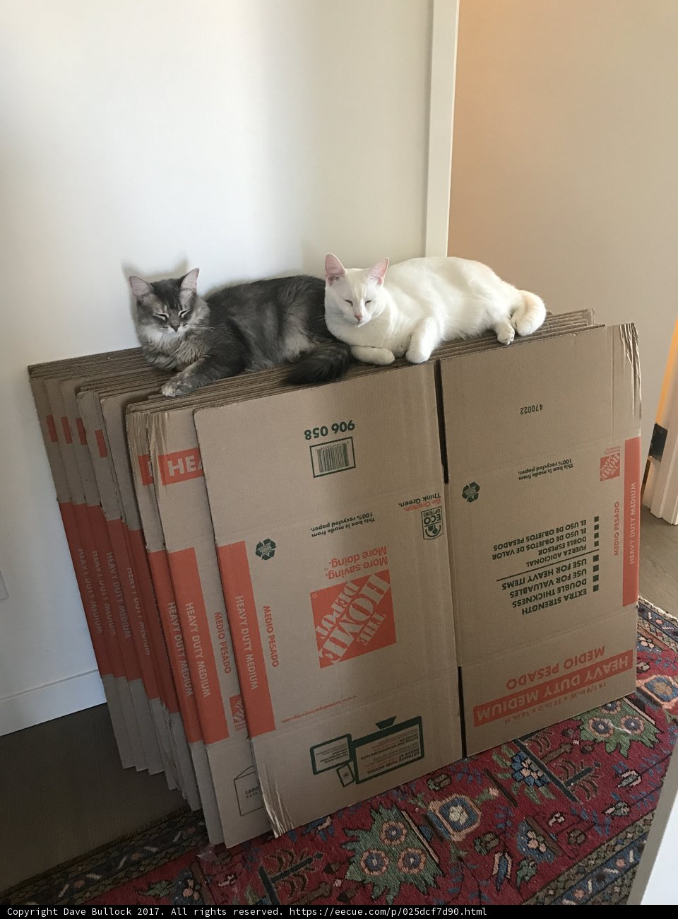 Double Trouble