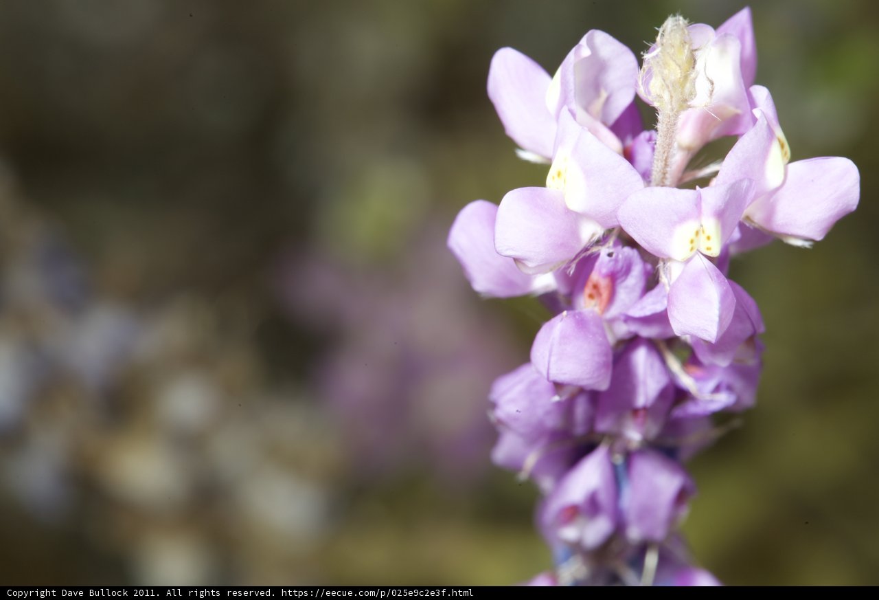Purple Snapdragons