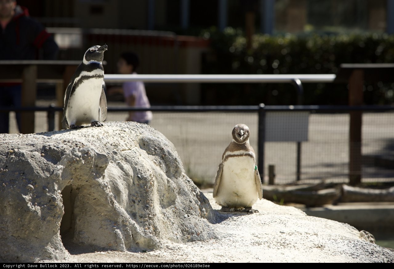 Penguins Among the Rocks at SF Zoo