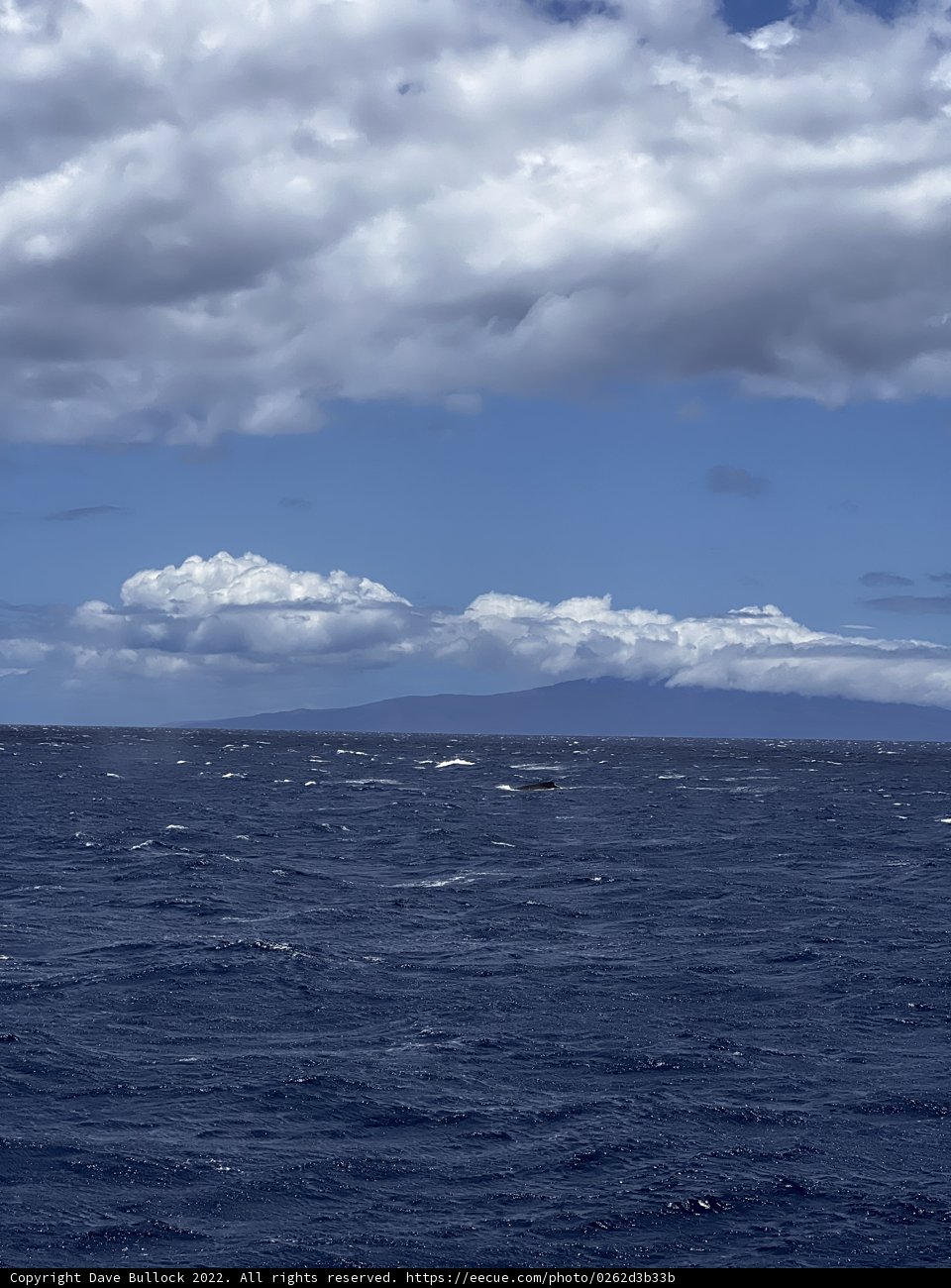 Boating in the Pacific - A View of the Azure Sky and Water