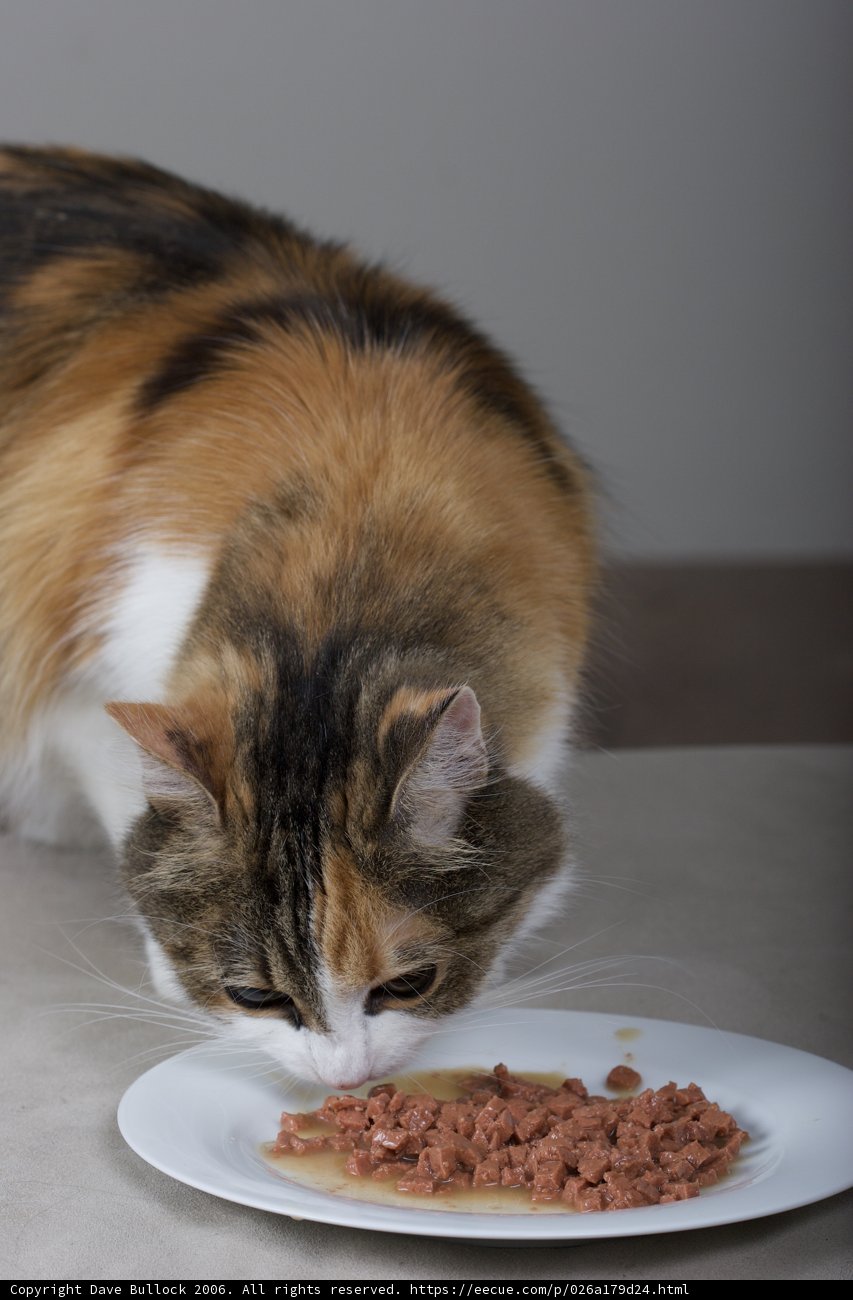 Hungry Cat