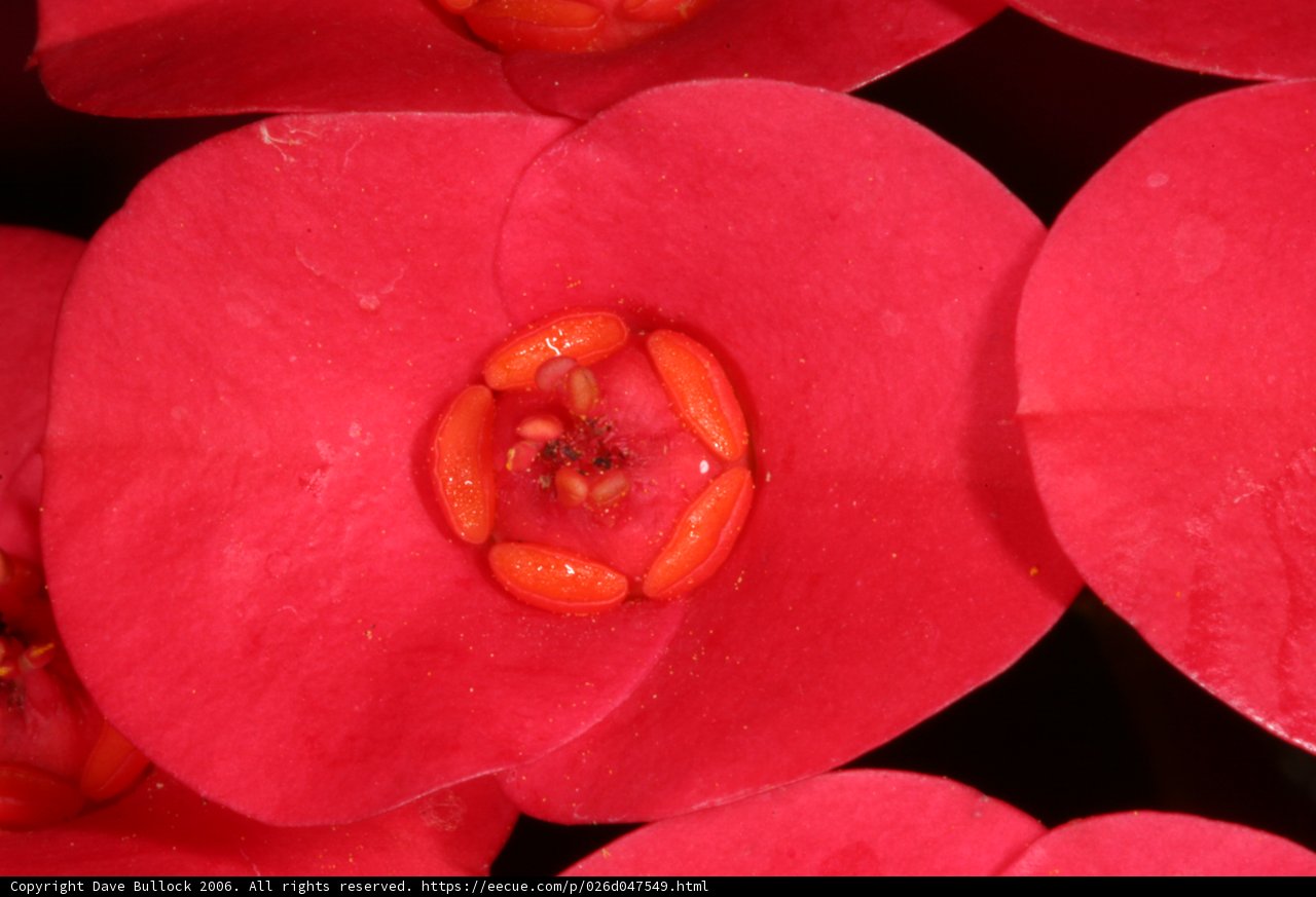 Blooming Begonias