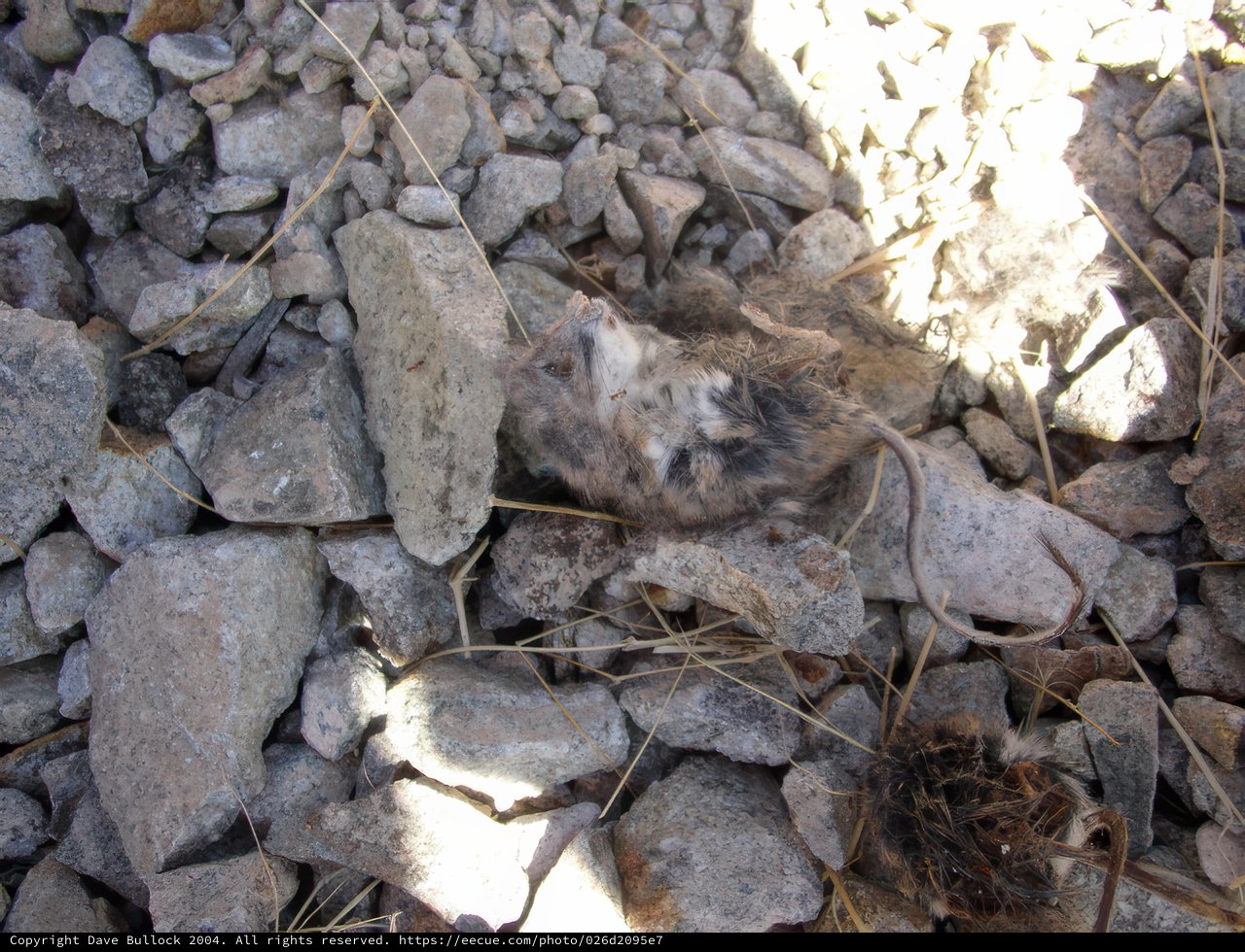 Lifeless Bird on Rocky Road