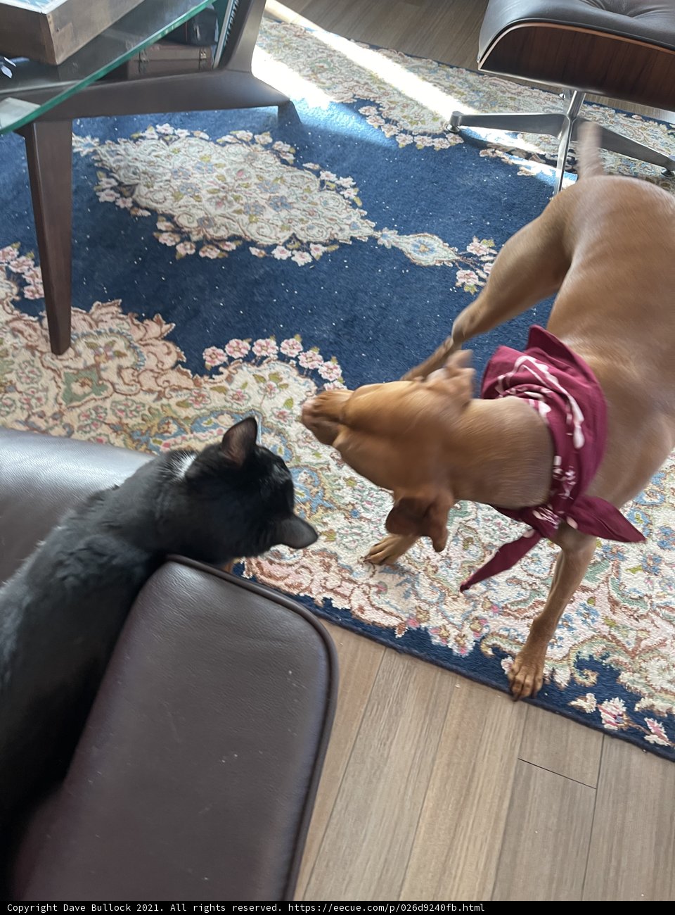 Furry Friends at Play