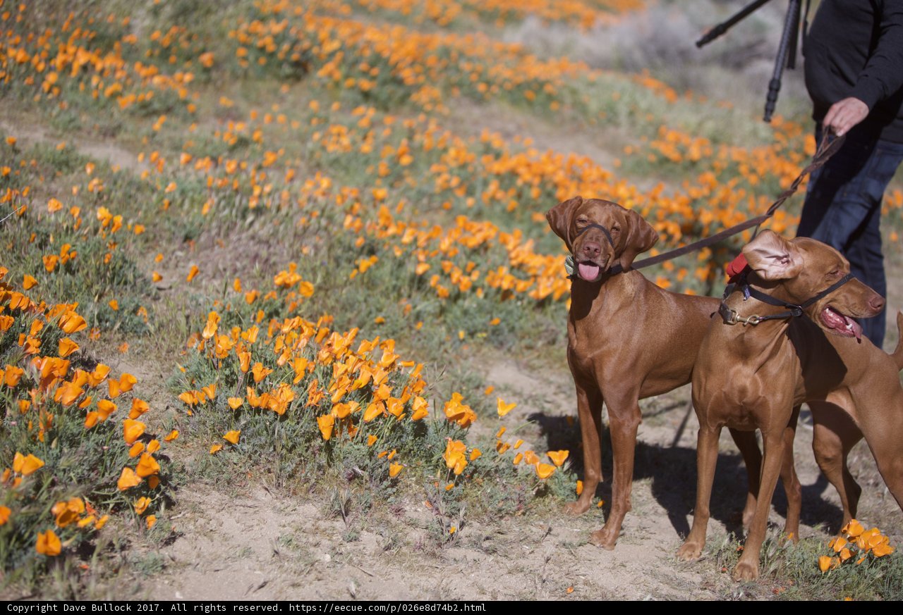 In the Poppy Field with Canine Companions
