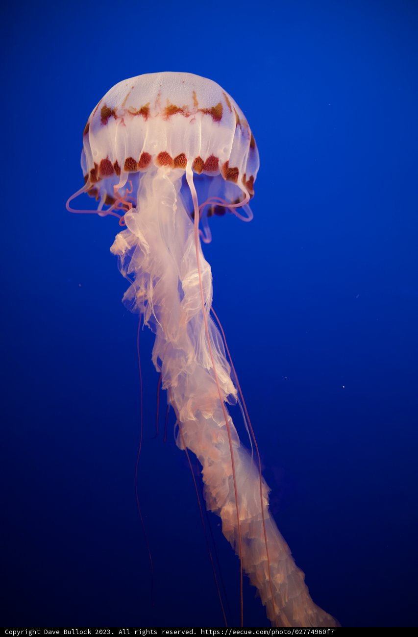 Majestic Swim in the Deep Blue