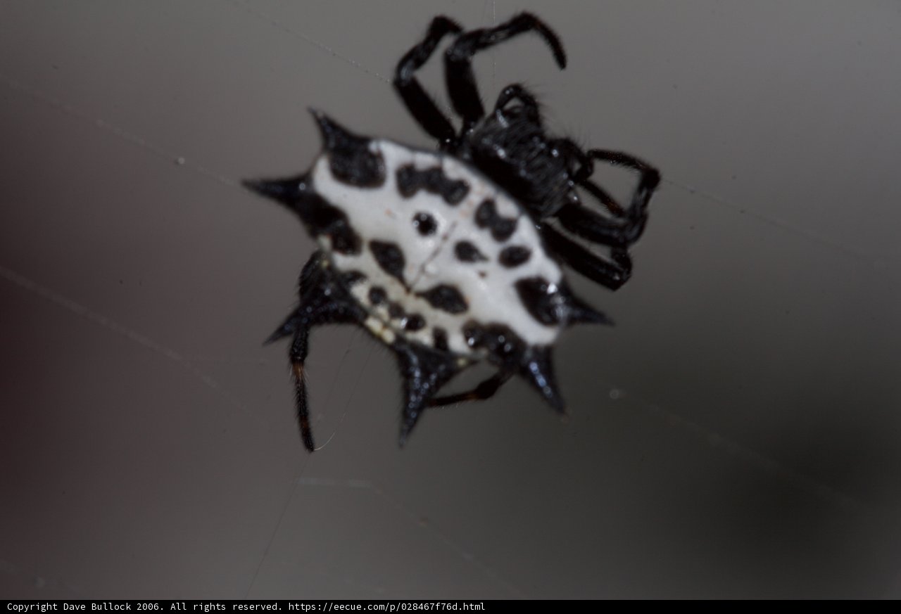 White-Spotted Garden Spider