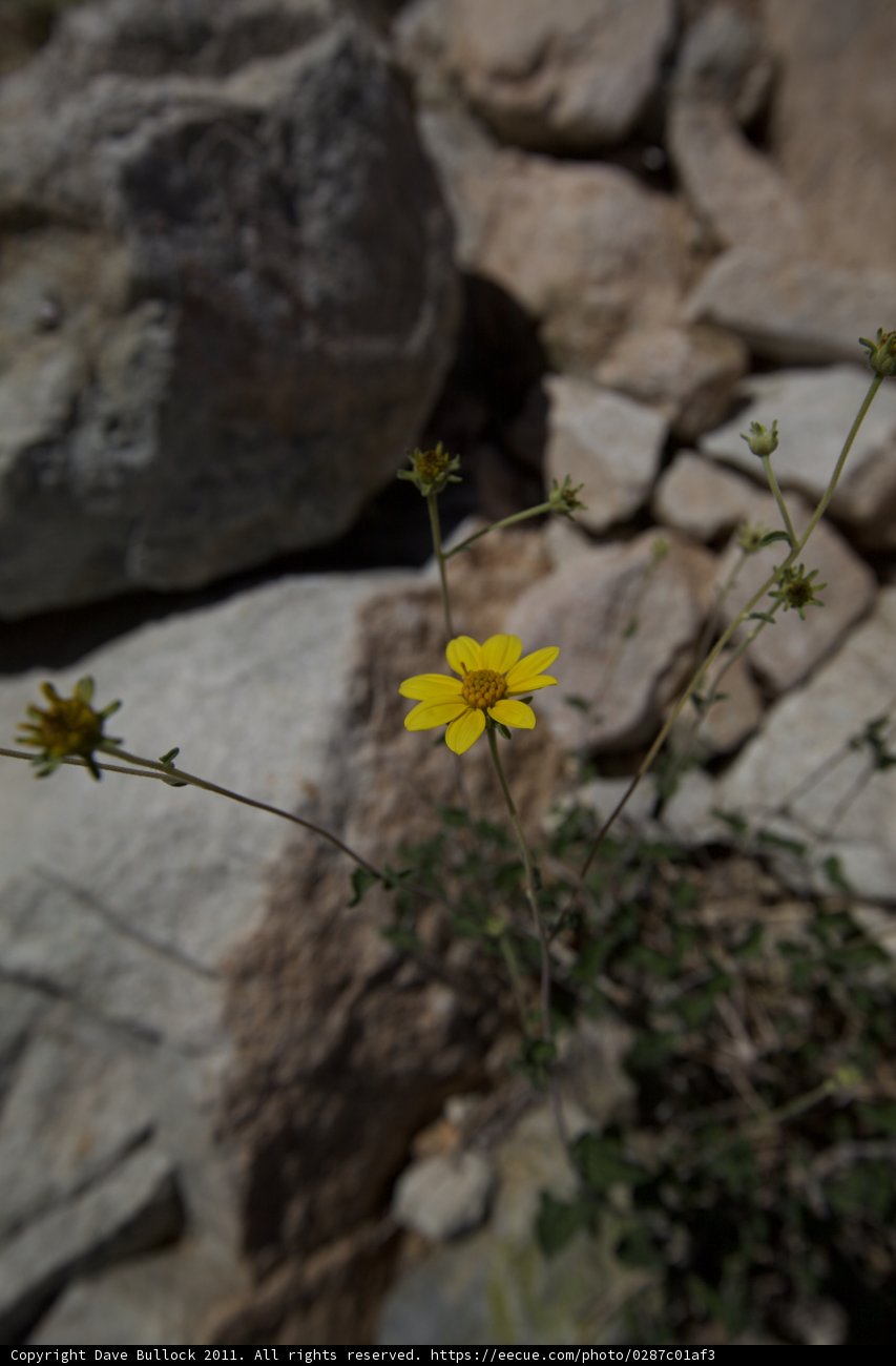 Lone Daisy Among Rocks