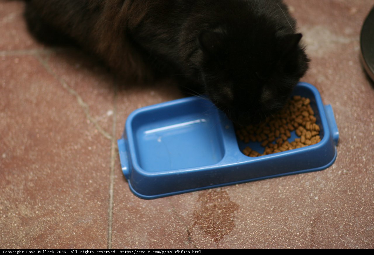 Dinner Time for Black Cat