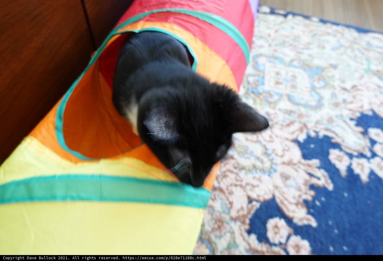 Colors and Cuddles in the Cat Tunnel