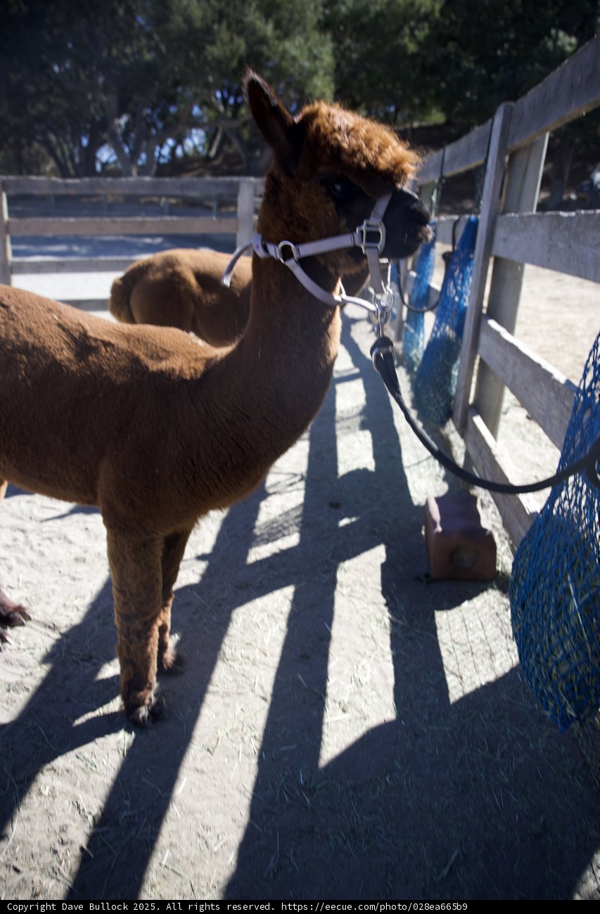 Curious Companions at Carmel Valley Ranch