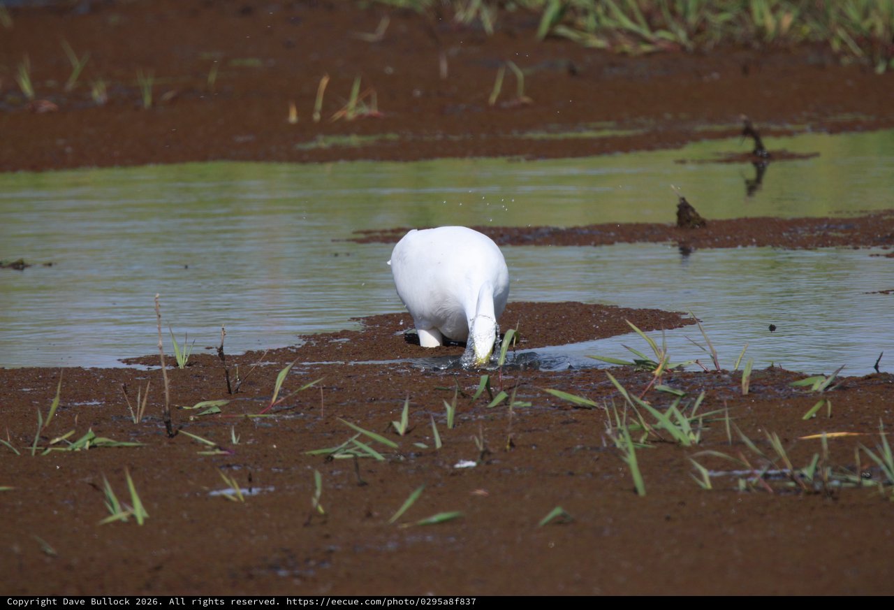 Great Egret Foraging in Flooded Agricultural Field