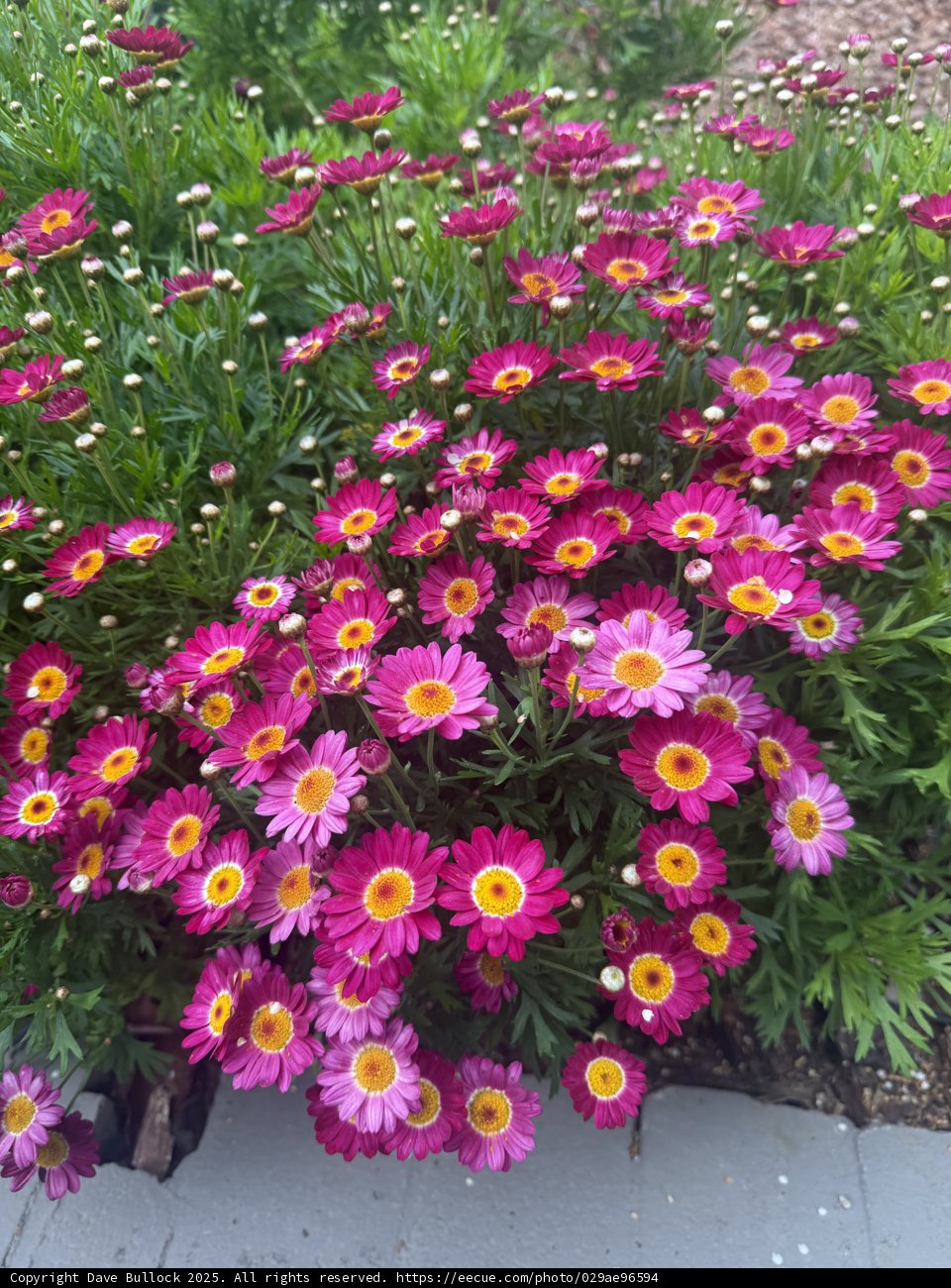 Springtime Symphony