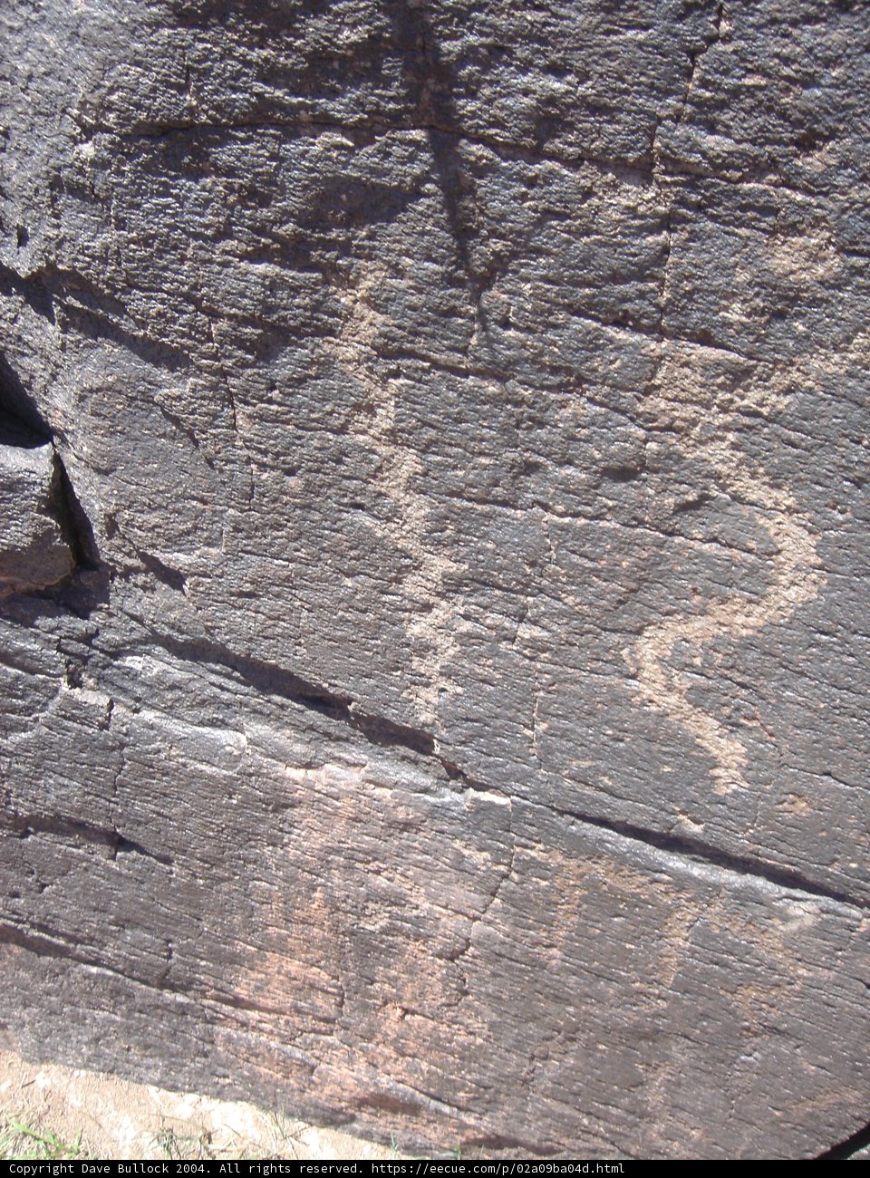 A Creature on a Slate Rock