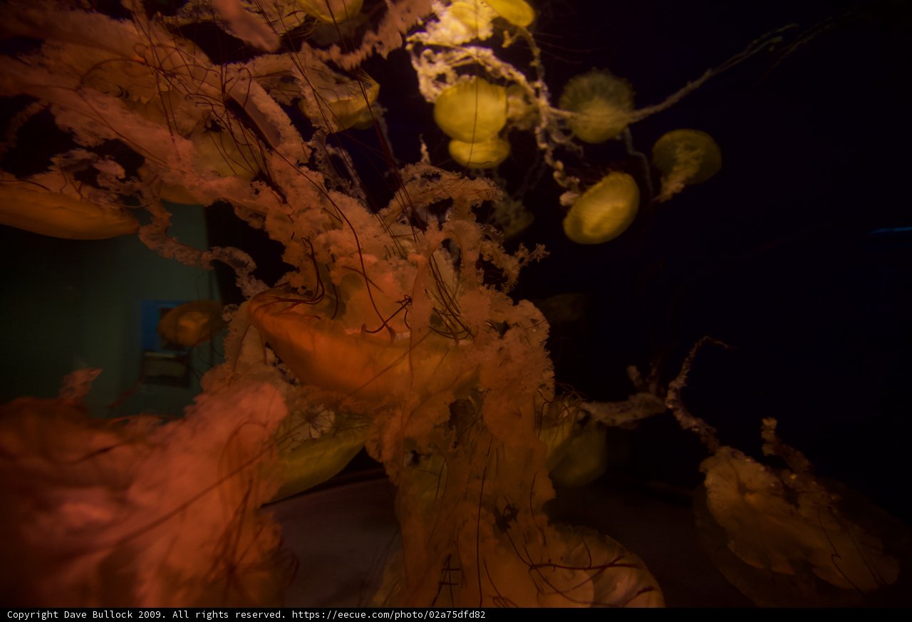 Glimpses of an Underwater Wonderland