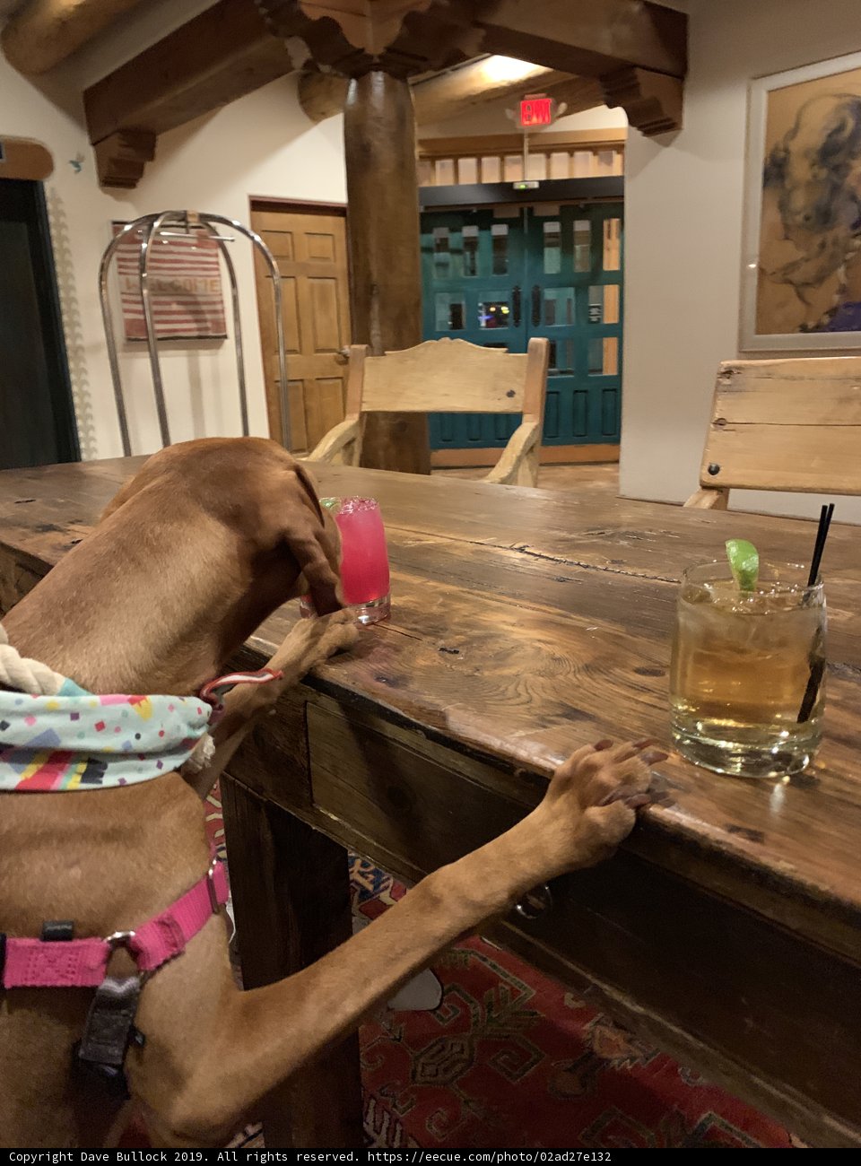 Happy Hour Hound
