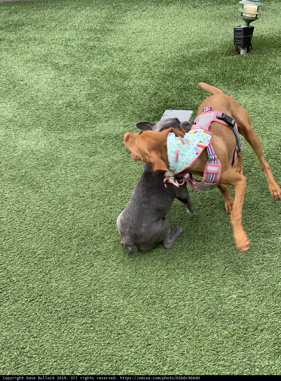 Canine Combat