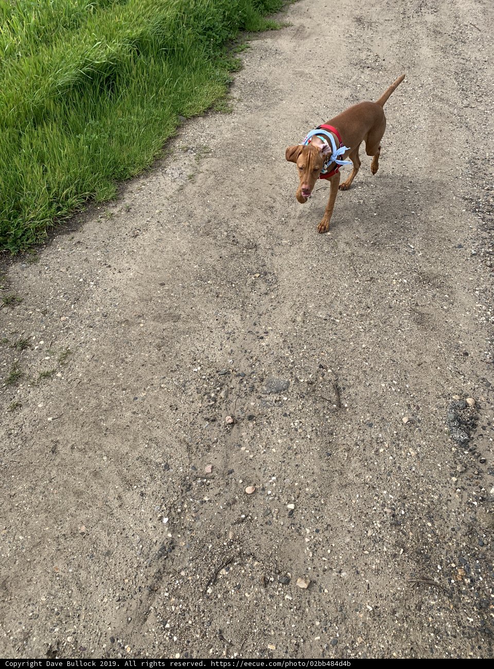 Running Free