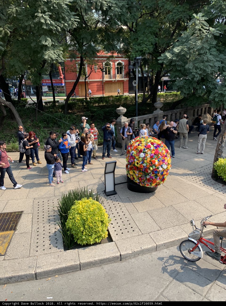 Cycling Past an Enormous Flower