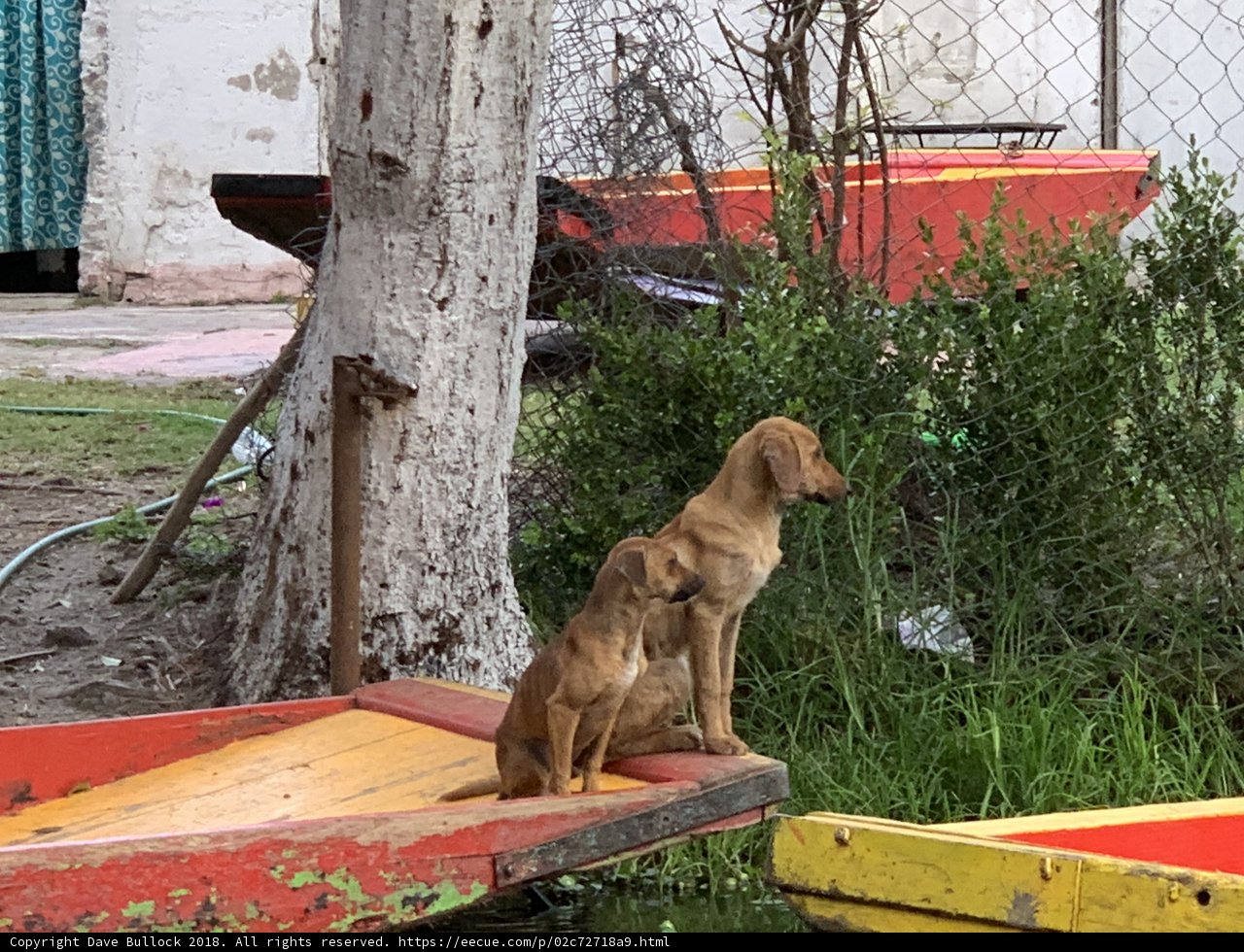 Canine Companion Cruise