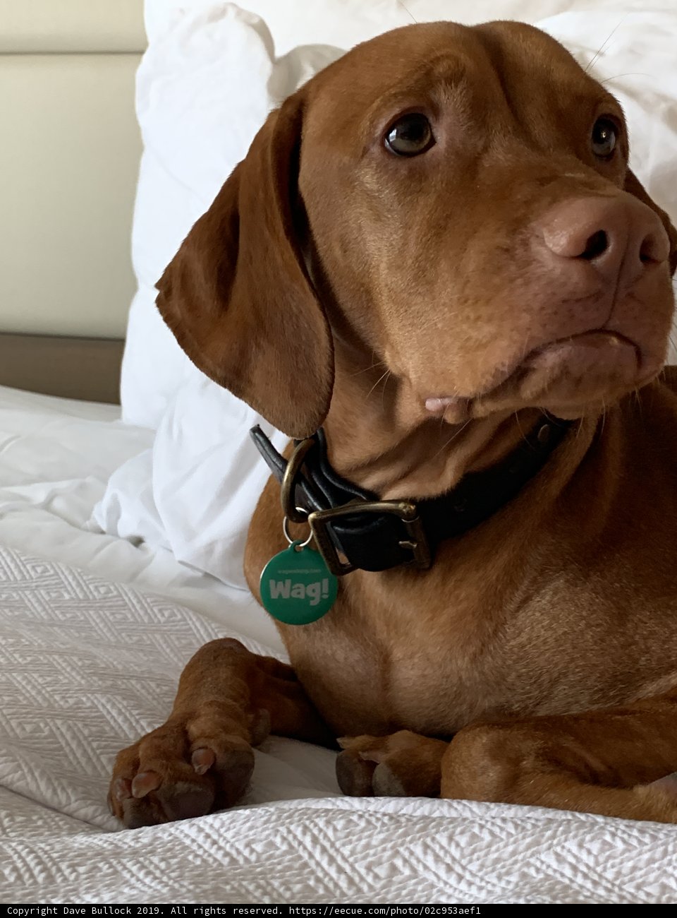 Resting Pup