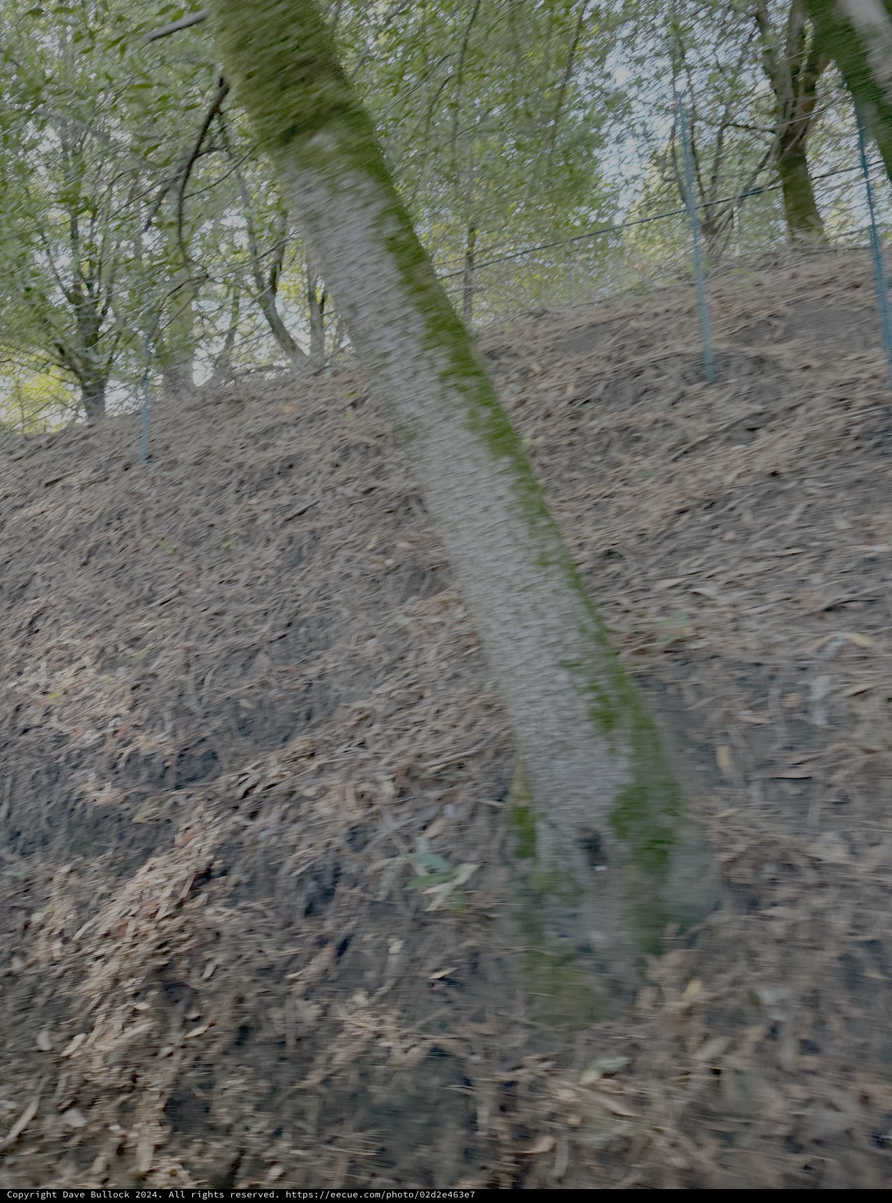 Motion-Blurred Trail Through Forest Path