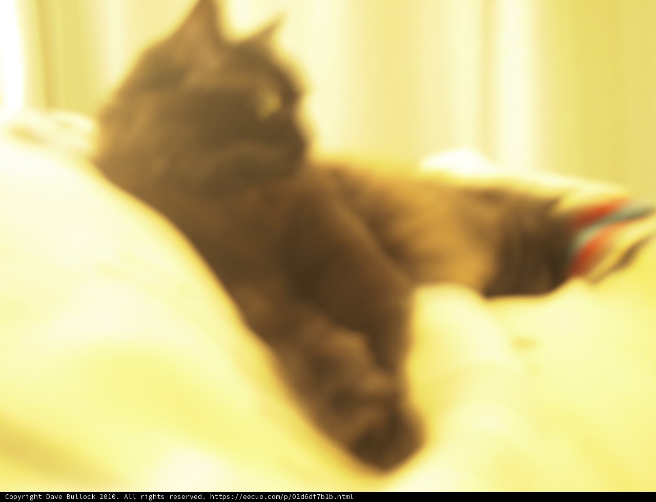 Dreaming Cat on Bed