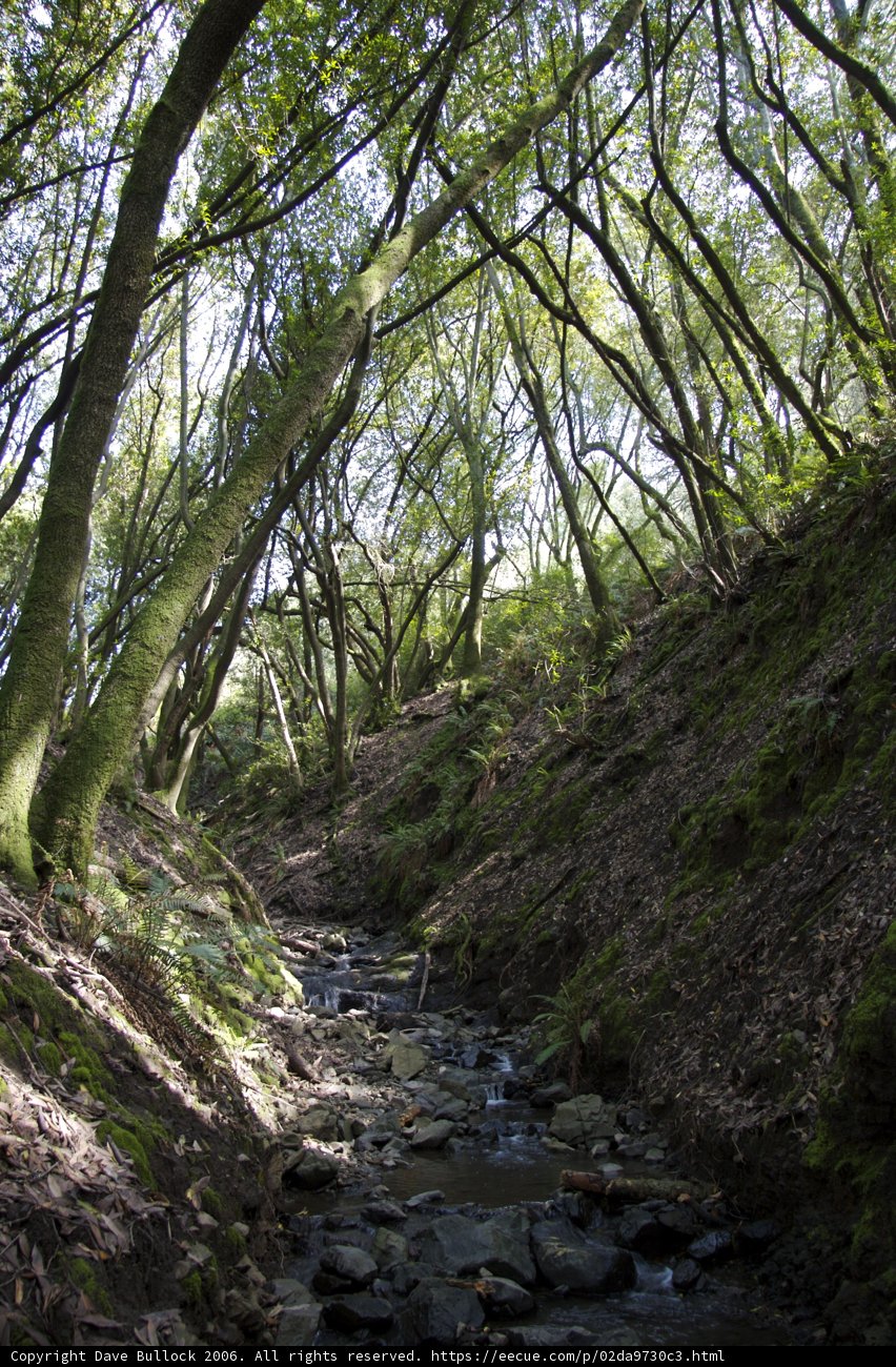 Serene Stream in the Forest