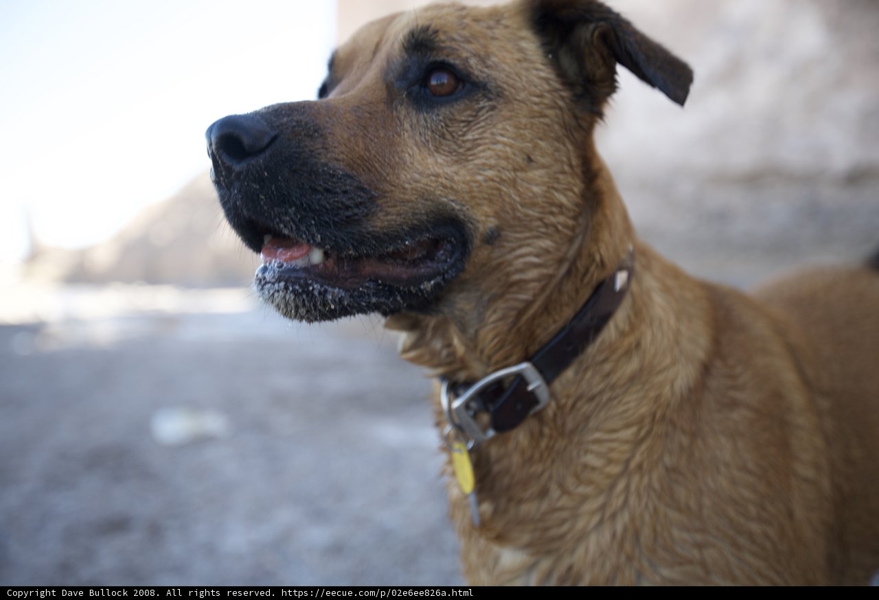 Desert Ridgeback