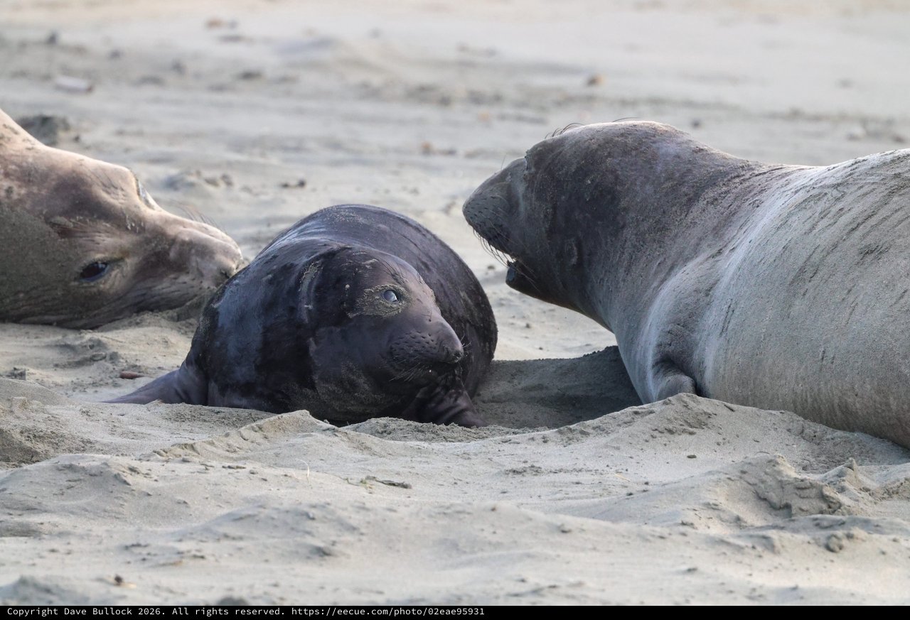 Elephant Seal Social Interaction at Drakes Beach