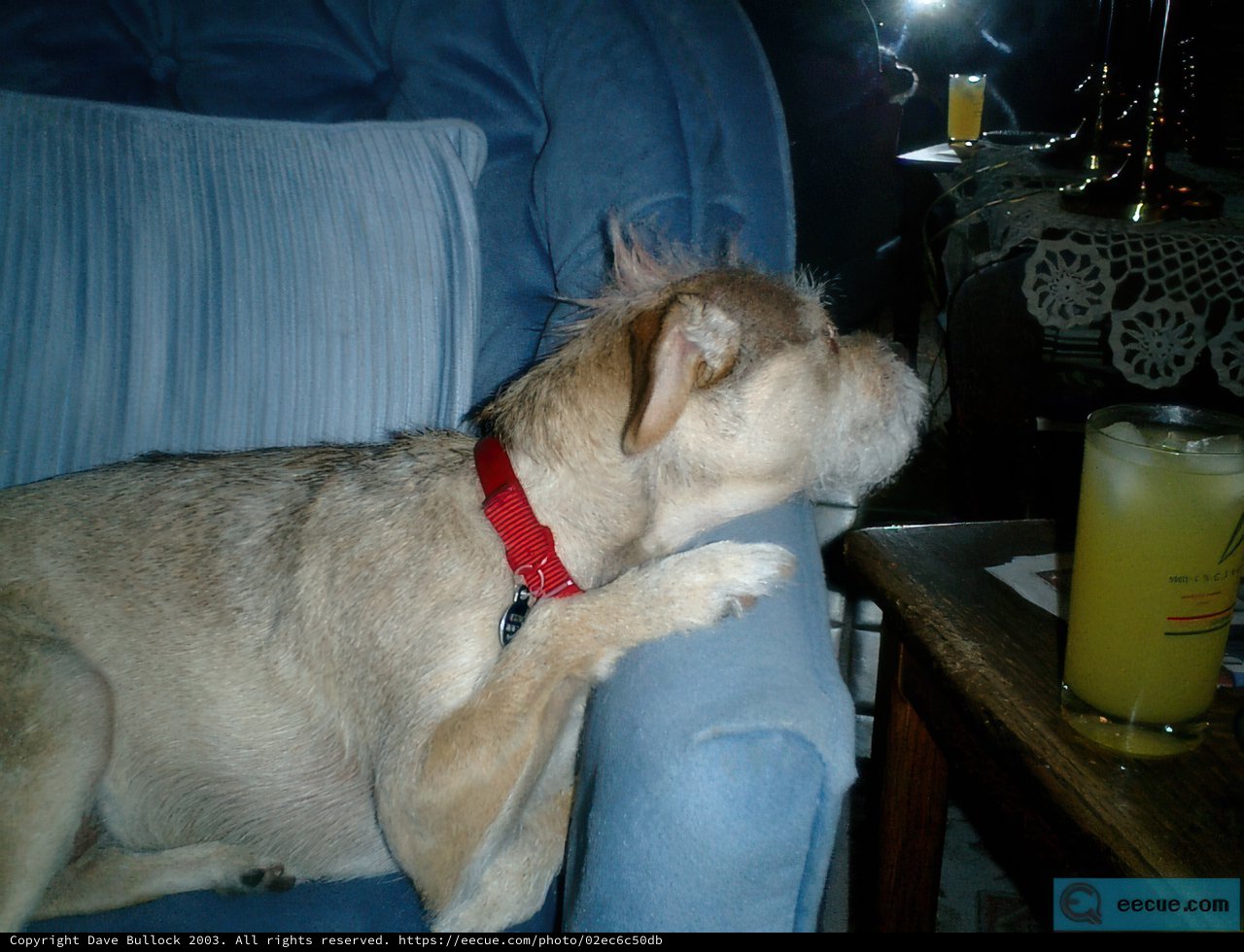 A Canine's Break Time