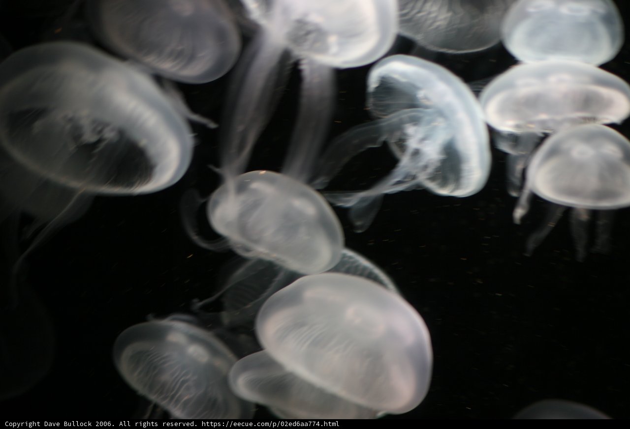 Ethereal Sea Life