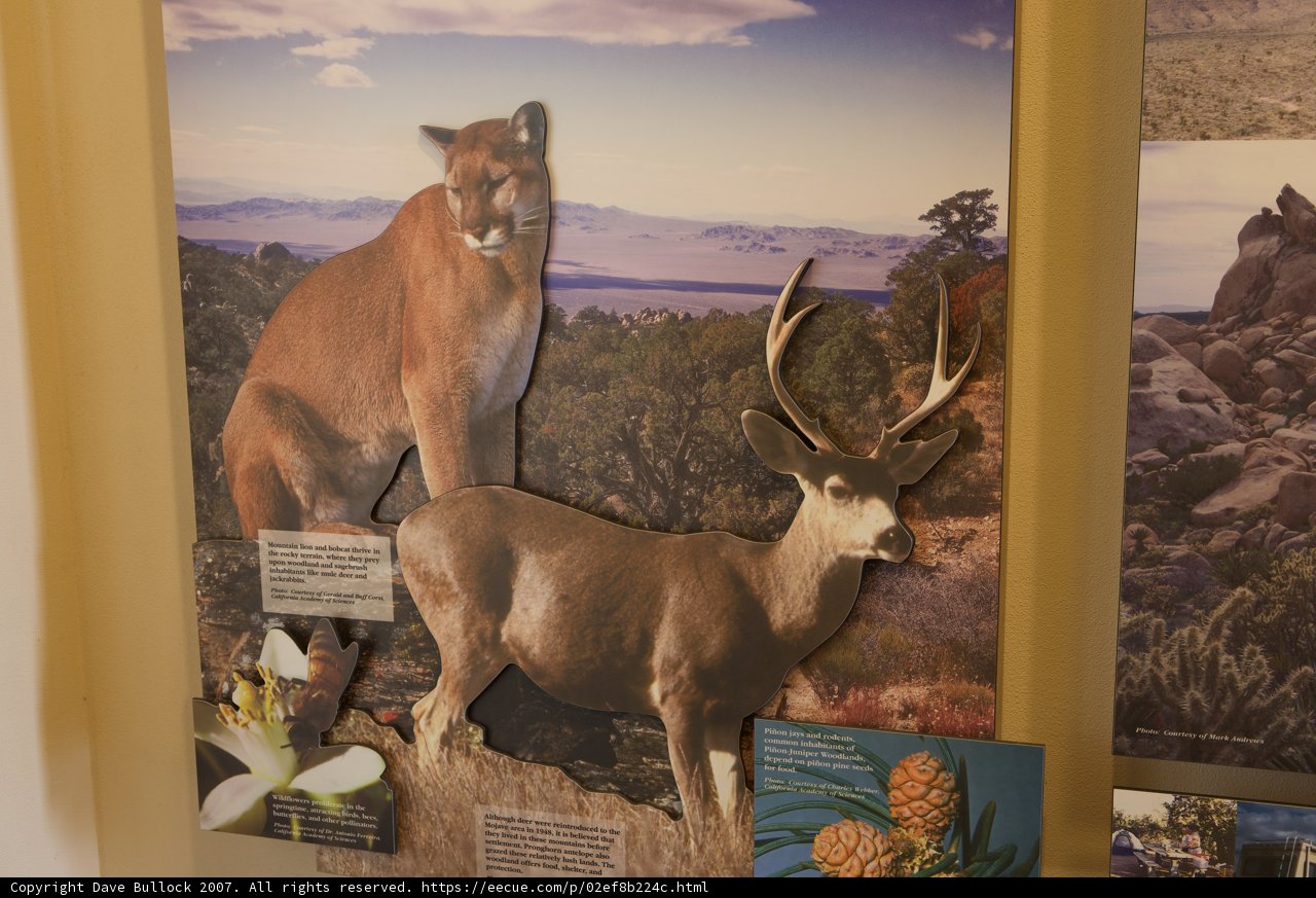 Wildlife Encounters at the Museum