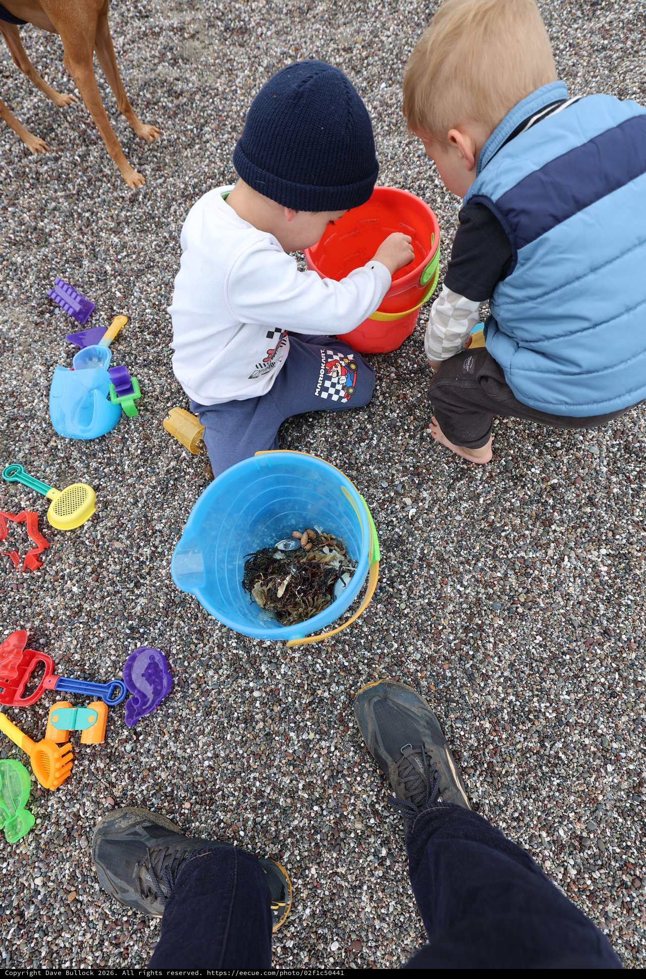 Young Boys Discovering Treasures in Beach Buckets