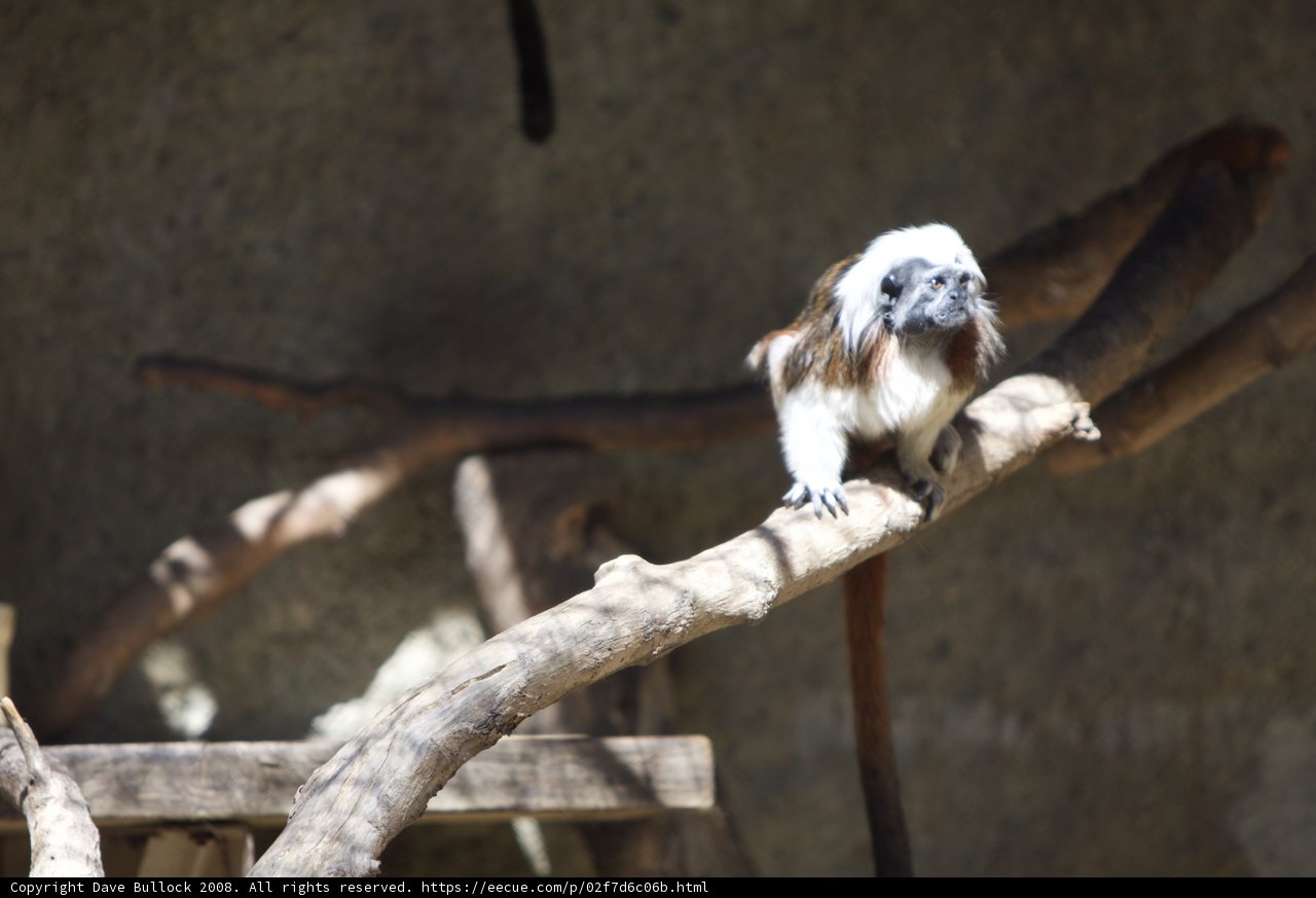 Primate Poser