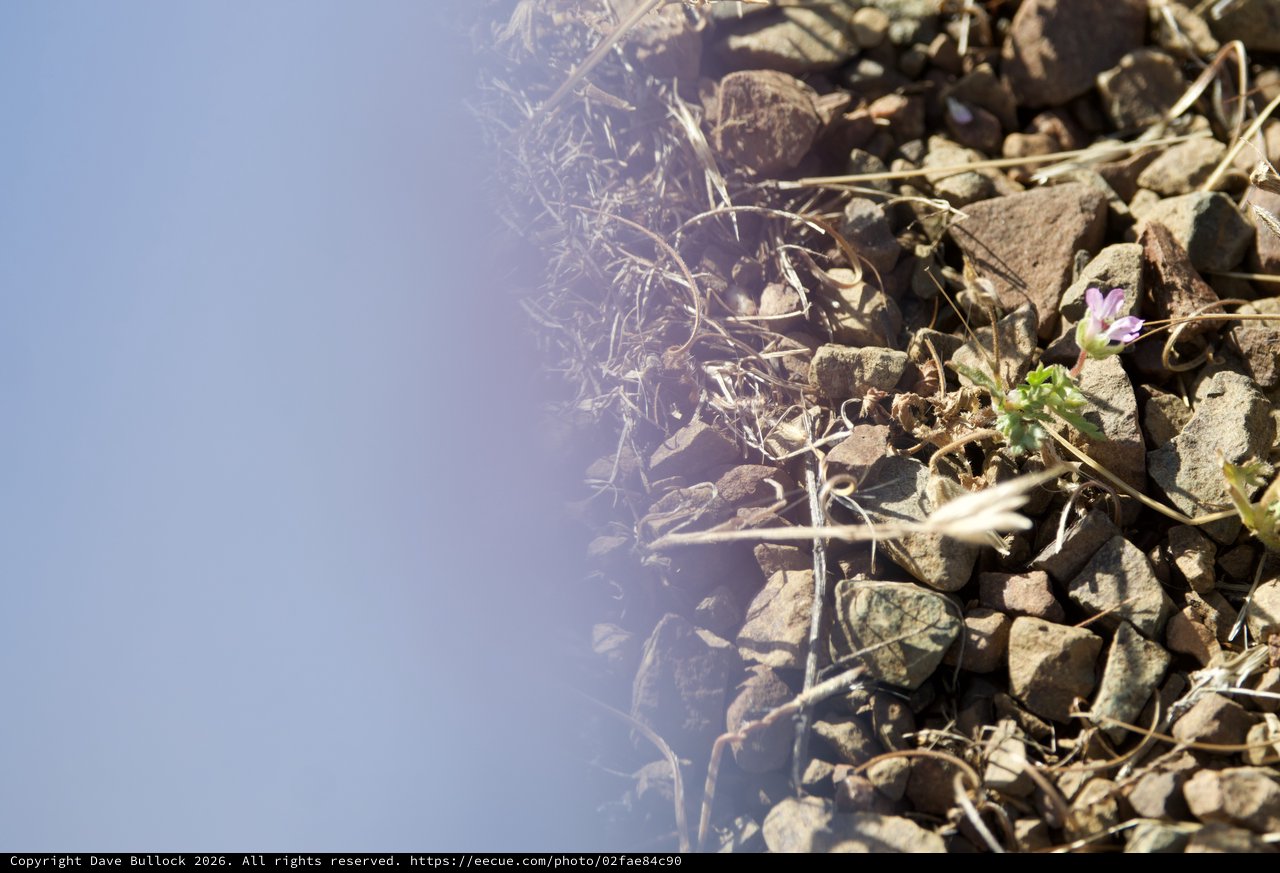 Wildflower Persists Among Rocky Desert Hillside