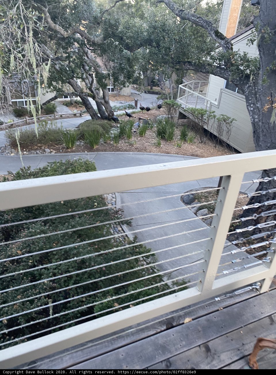 Canine Contemplation on Carmel Deck