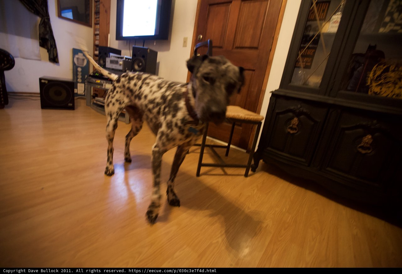 Man's Best Friend in the Living Room