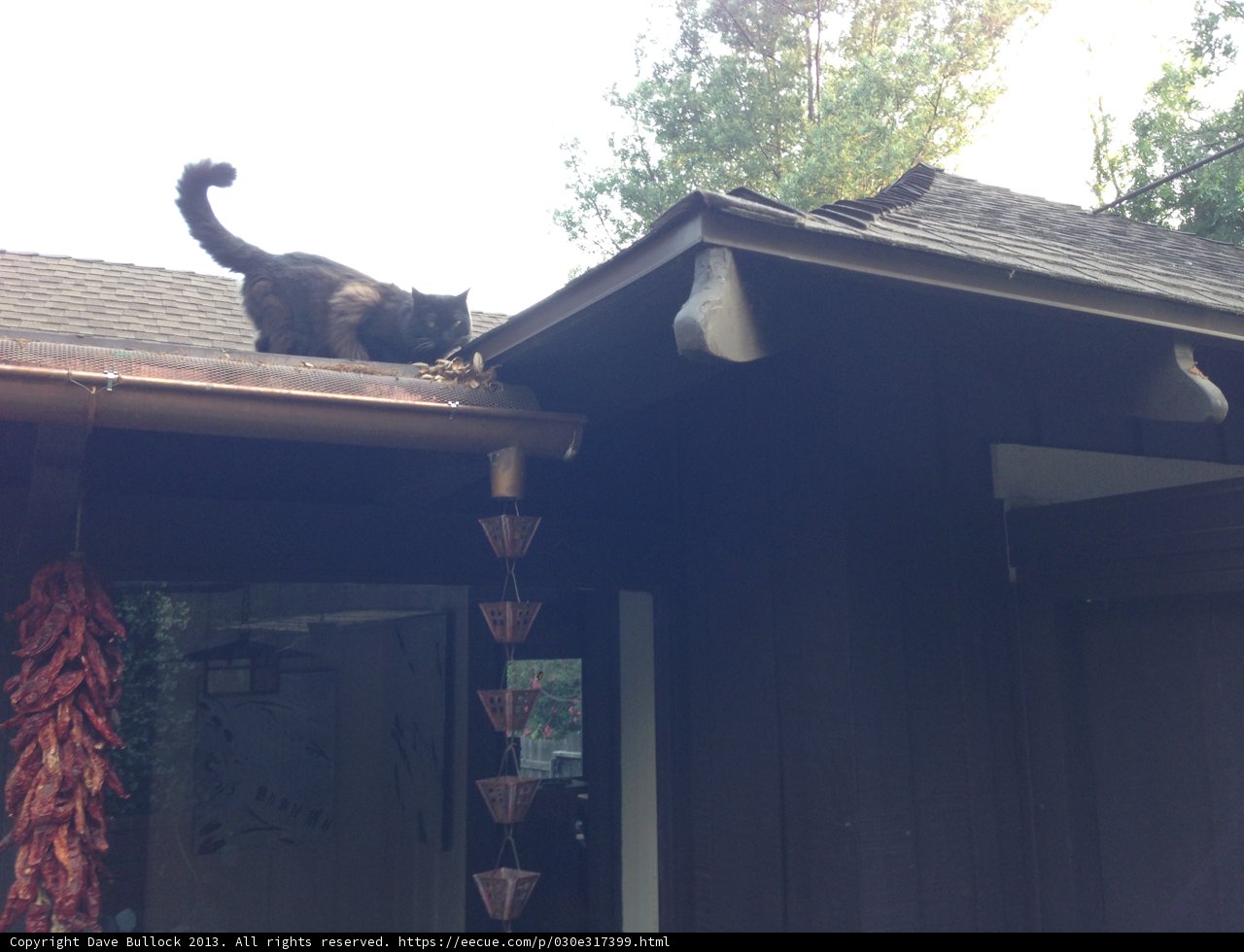 Rooftop Cat