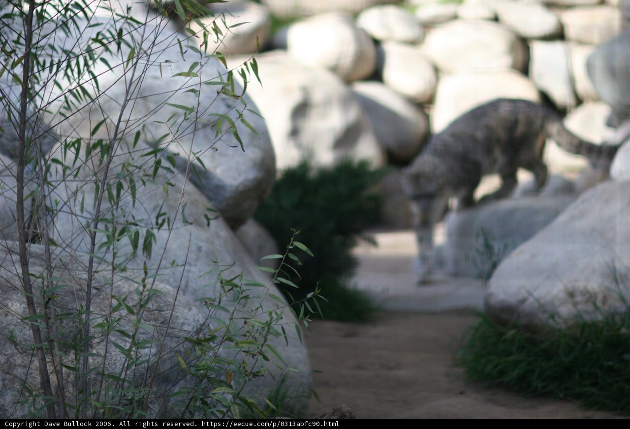 Small Animal on a Big Rock