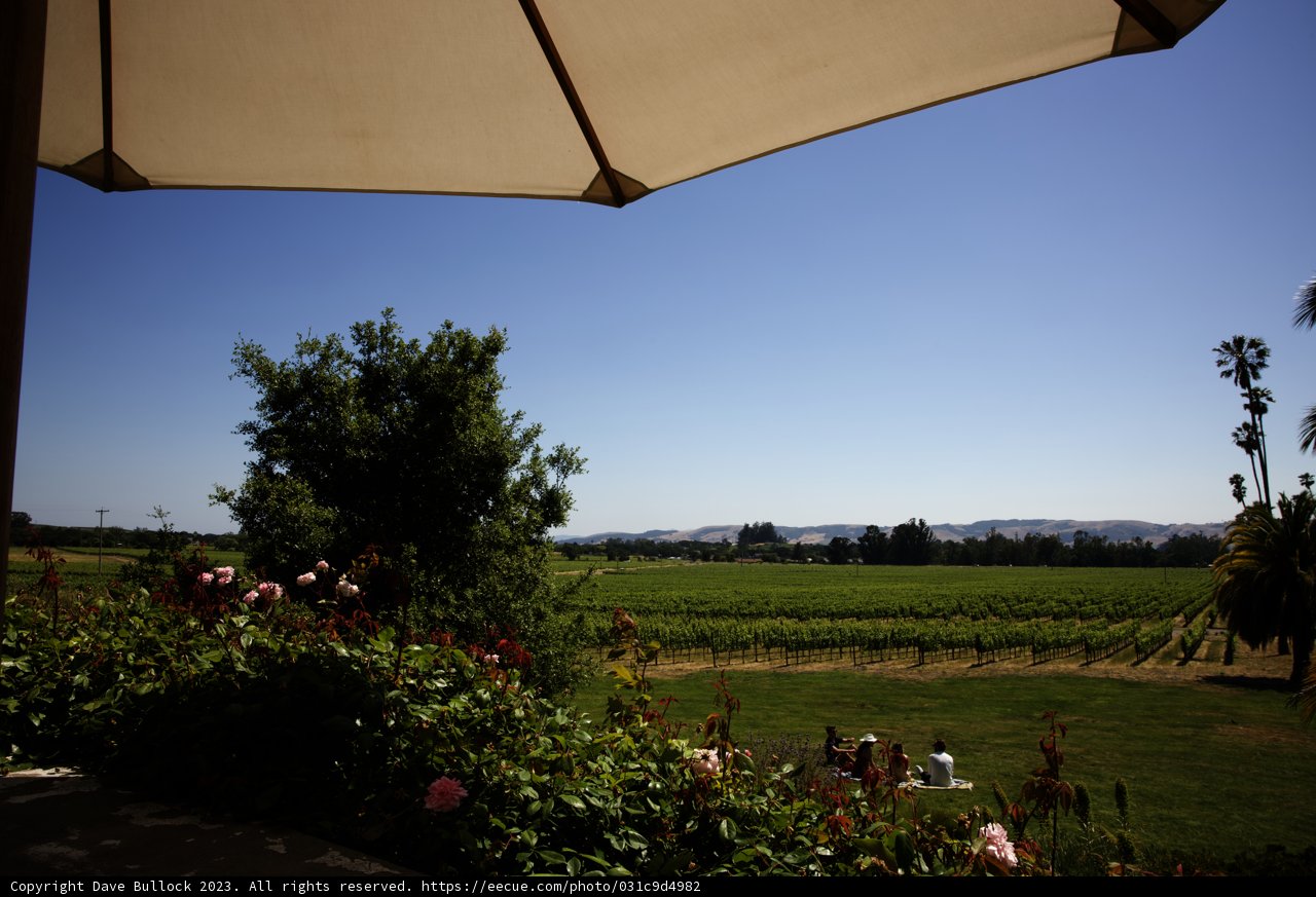 Blissful Summer Afternoon