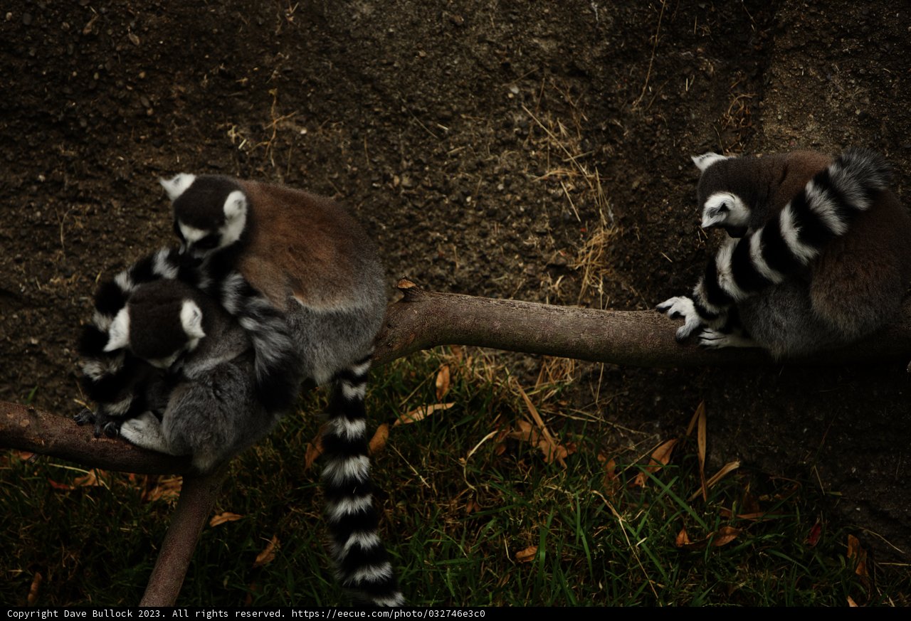 Capturing Wildlife Moments: The Lemurs of Oakland